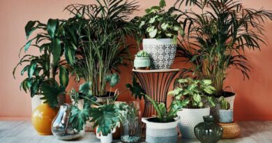 The 8 Hottest Houseplant Trends To Watch in 2024