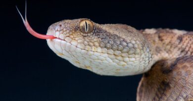 The Most Popular Snake Species in the US