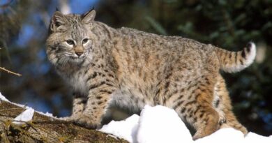 9 States Where Bobcats Continue To Thrive