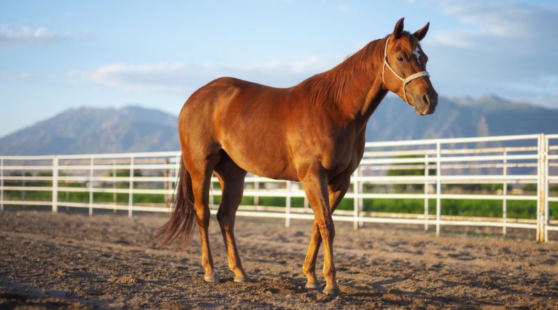 Best Horse Breeds for First-Time Owners & Riders