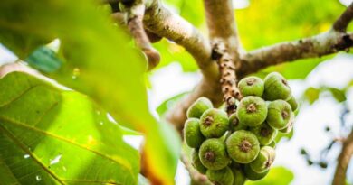 10 Fig Tree Species for Indoor and Outdoor Gardening