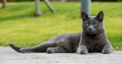 10 Longest Living Cat Breeds