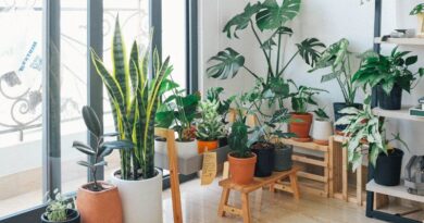 7 Indoor Plants That Work Best For Your Home And Health
