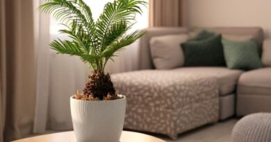 7 Must-Know Indoor Palm Plant Care Tips