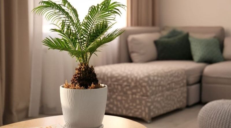 7 Must-Know Indoor Palm Plant Care Tips