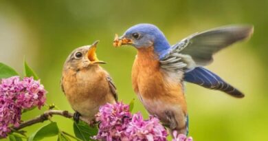7 Plants That Attract Beautiful Bluebirds to Your Yard