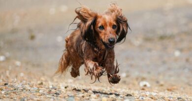 7 Reasons to Reconsider Miniature Dachshunds