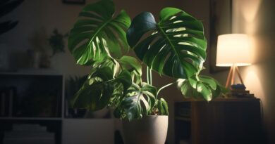 8 Easy Low-Light Plants for Every Corner of Your Home