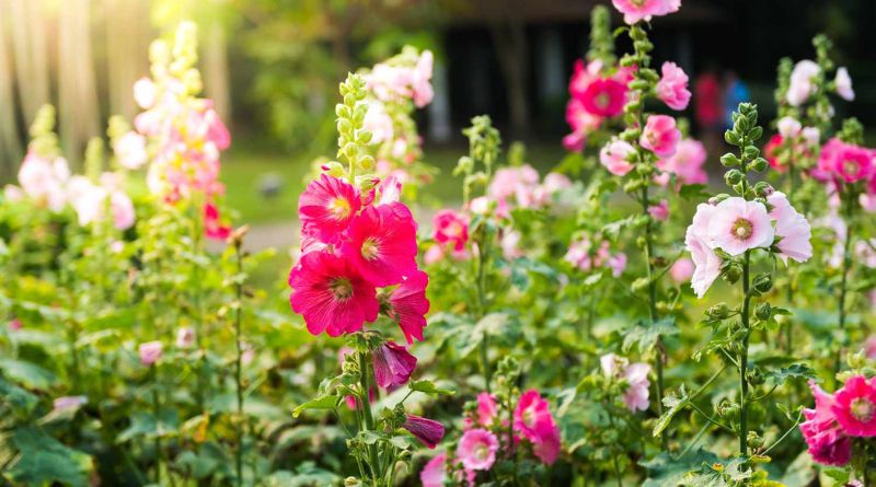 8 Tall Flowers That Make a Strong Impact