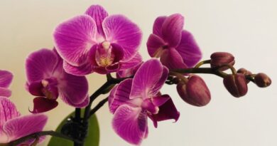 8 Types of Orchids to Use as Houseplants