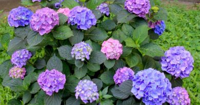 8 of the Prettiest Flowering Shrubs for Hedges