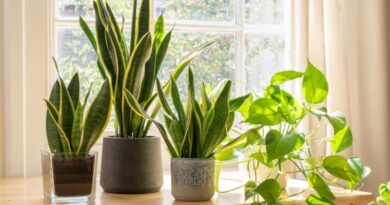 9 Best Indoor Plants for Low Light Apartments