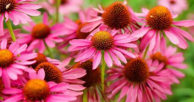 9 Low-maintenance perennial plants for busy gardeners