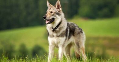 9 Majestic Wolf Dog Breeds to Add to Your Pack