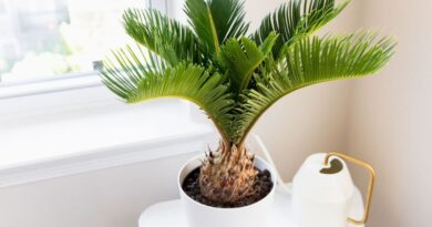 9 Types of Palm Plants to Grow Indoors