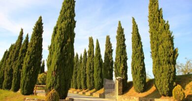 9 of the Rapidly-Growing Trees for a Privacy Screen in Your Yard (1)