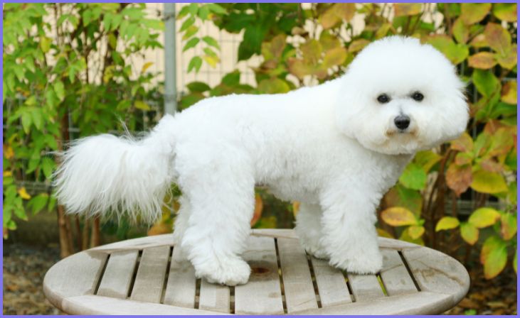 Bichon Frise: Tiny and Happy