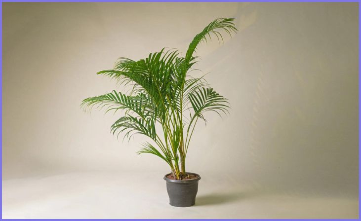Choose the Right Palm Plant