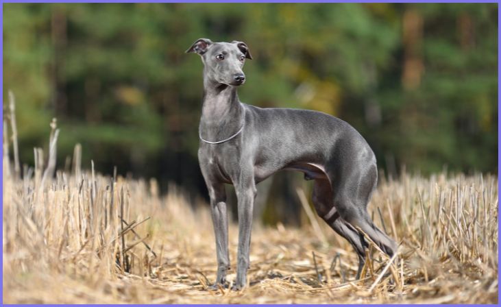 Greyhound: Sensitivity and Easy Training