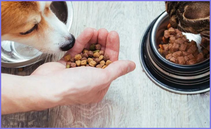 Handle Food Safely of pet