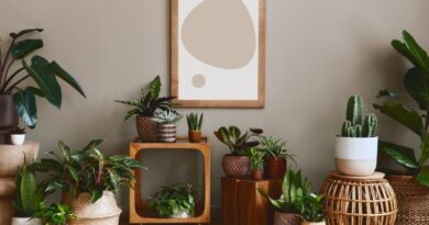 Houseplant Trends for 2024: A Deep Dive into Greening Your Living Spaces