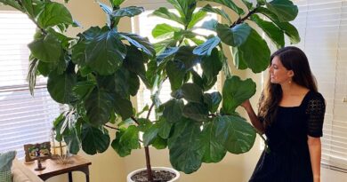How to Grow and Care for Fiddle-Leaf Fig
