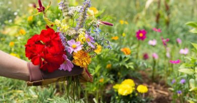 How to Start a Cut Flower Garden for Beginner