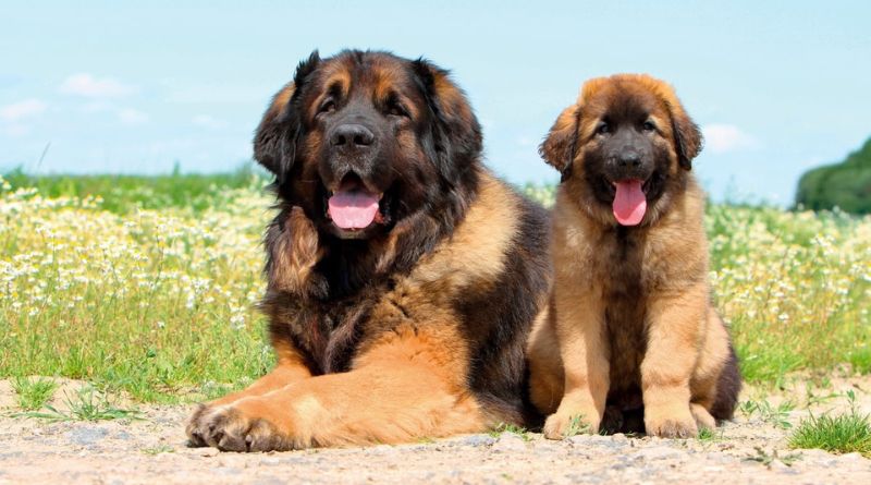 Meet the 7 world's biggest dog breed