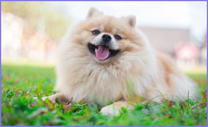 Pomeranian: Small and Cheerful
