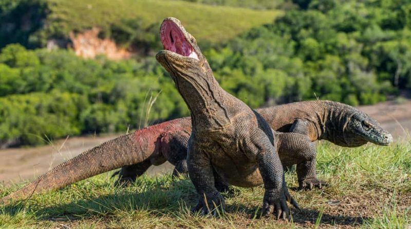 The 6 Largest Komodo Dragons Ever