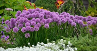 The 9 Best Summer Flowers to Bloom in Your Home Garden