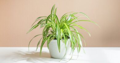 The Best Indoor Plants that Grow from Cutting