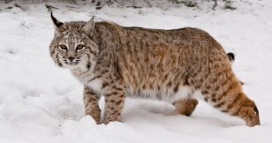 The Top 9 Most Likely Places To Encounter Bobcats In The United States