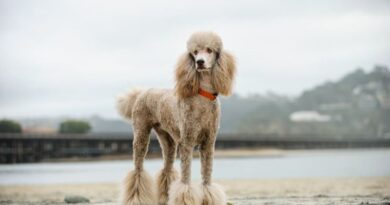 The Top Poodle Blends and Their Endearing Personalities
