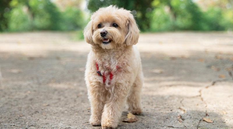 Cutest Poodle Mixes You Will Ever See: Poodle Mix Breeds
