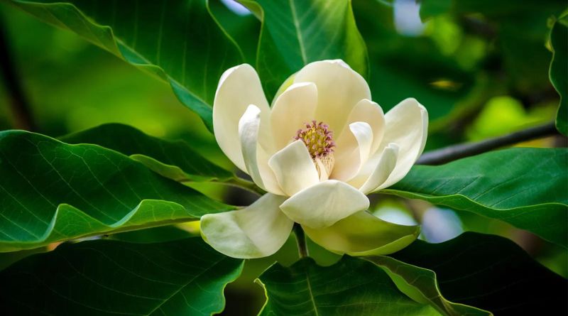 8 Popular Types of Magnolia Trees and Shrubs