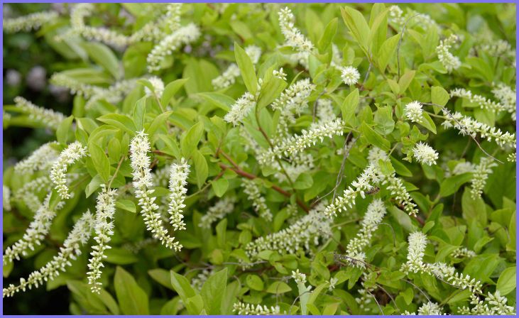 Virginia Sweetspire: Fragrance, Foliage, and Wet Soils