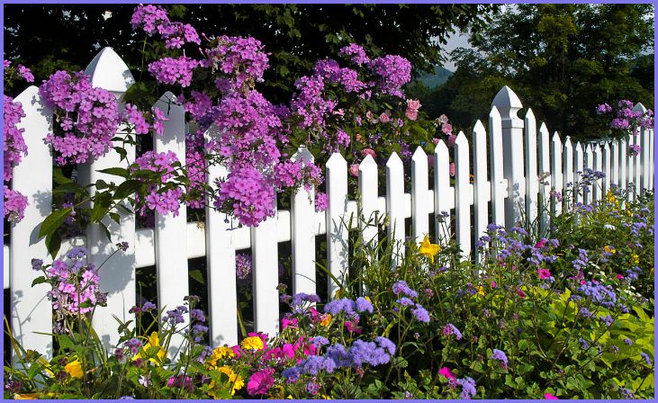 White Picket Fence and Wildflowers